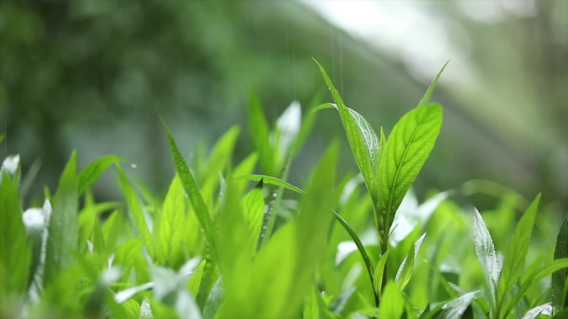 雨中小草小花空境视频的预览图