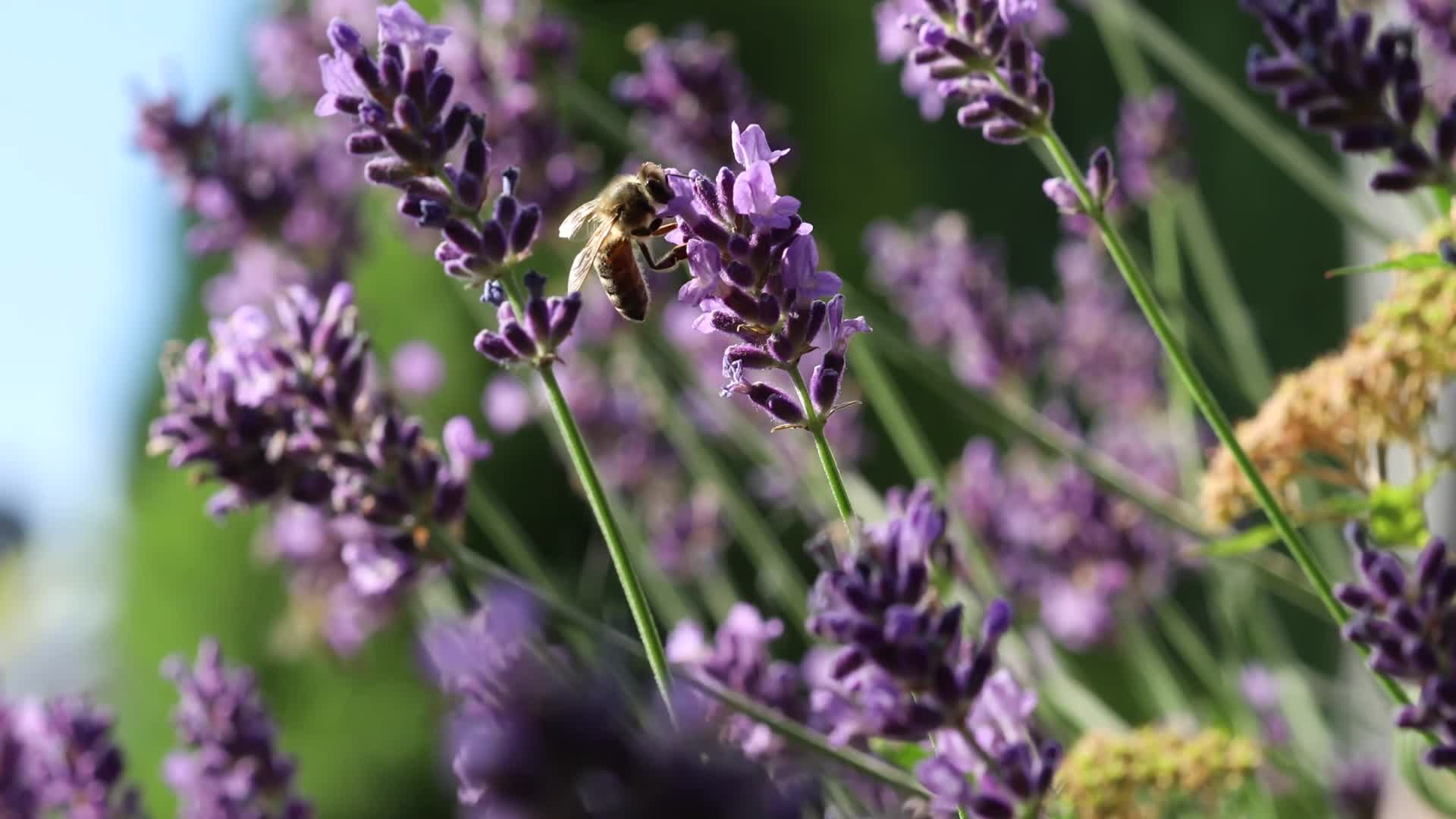 4k实拍紫色薰衣草蜜蜂采蜜植物视频的预览图