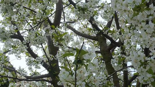 4k实拍唯美白色梨树开花视频视频的预览图