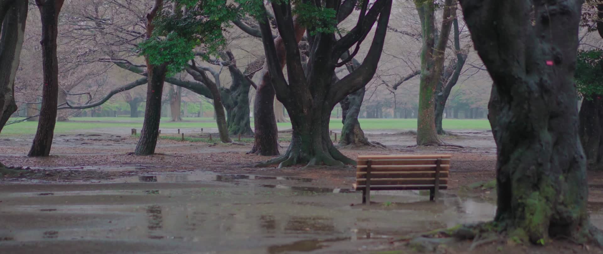 1080p公园春天雨季下雨花朵视频的预览图