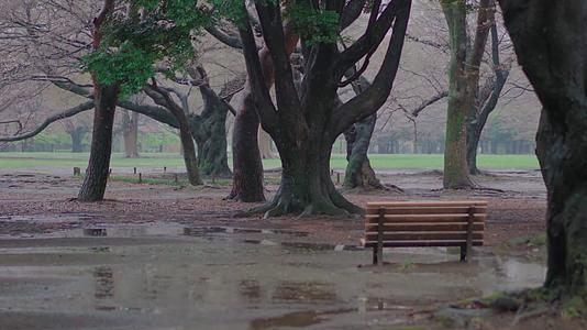 1080p公园春天雨季下雨花朵视频的预览图