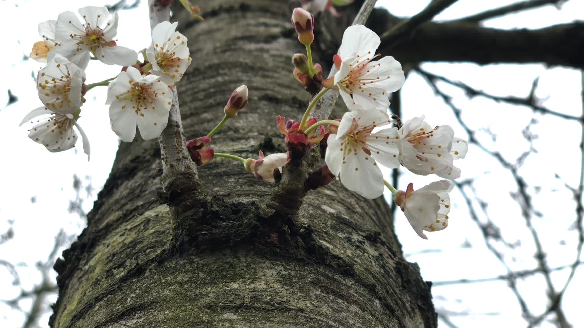 4k实拍春天发芽树木上开花视频的预览图