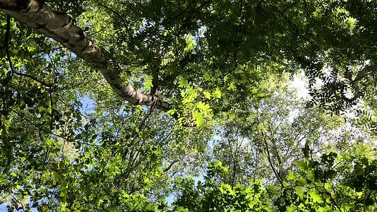 4k春天绿树发芽树林实拍视频视频的预览图