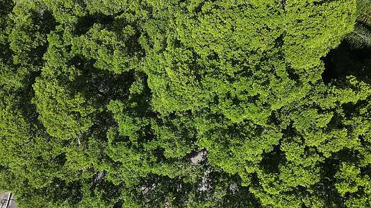 航拍千年大榕树视频的预览图