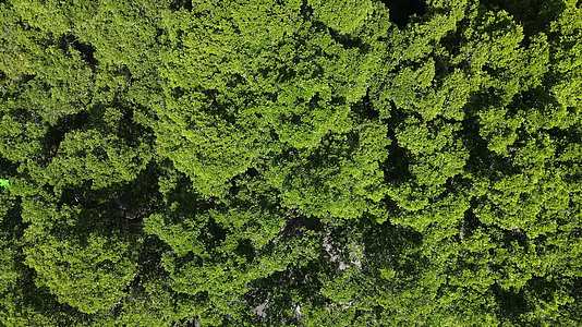 航拍千年大榕树视频的预览图
