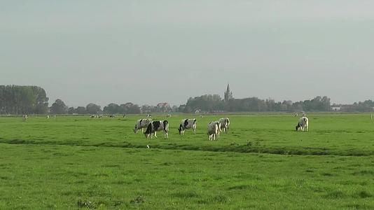 实拍绿色草原上一群牛在吃草视频的预览图