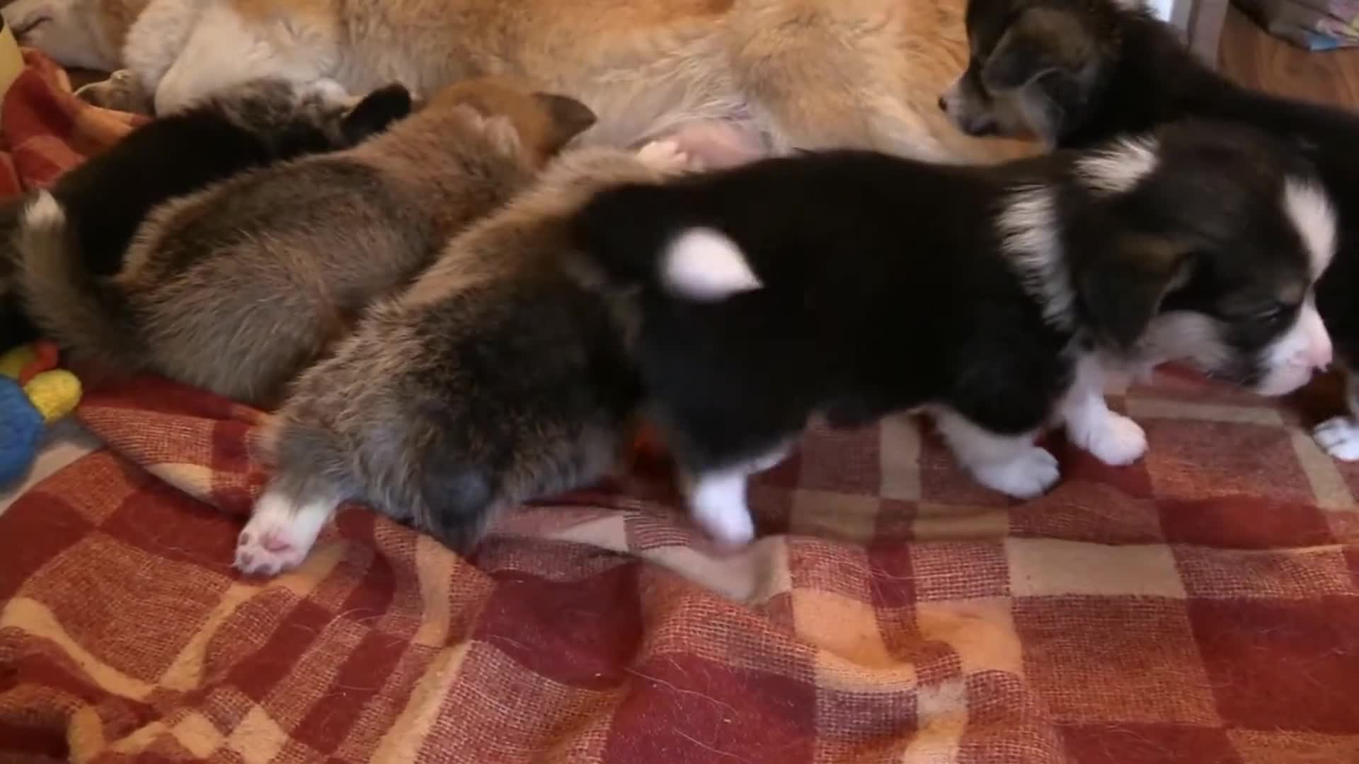 小母狗喂食一群小狗狗视频视频的预览图