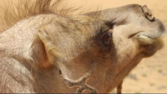 沙漠骆驼视频的预览图