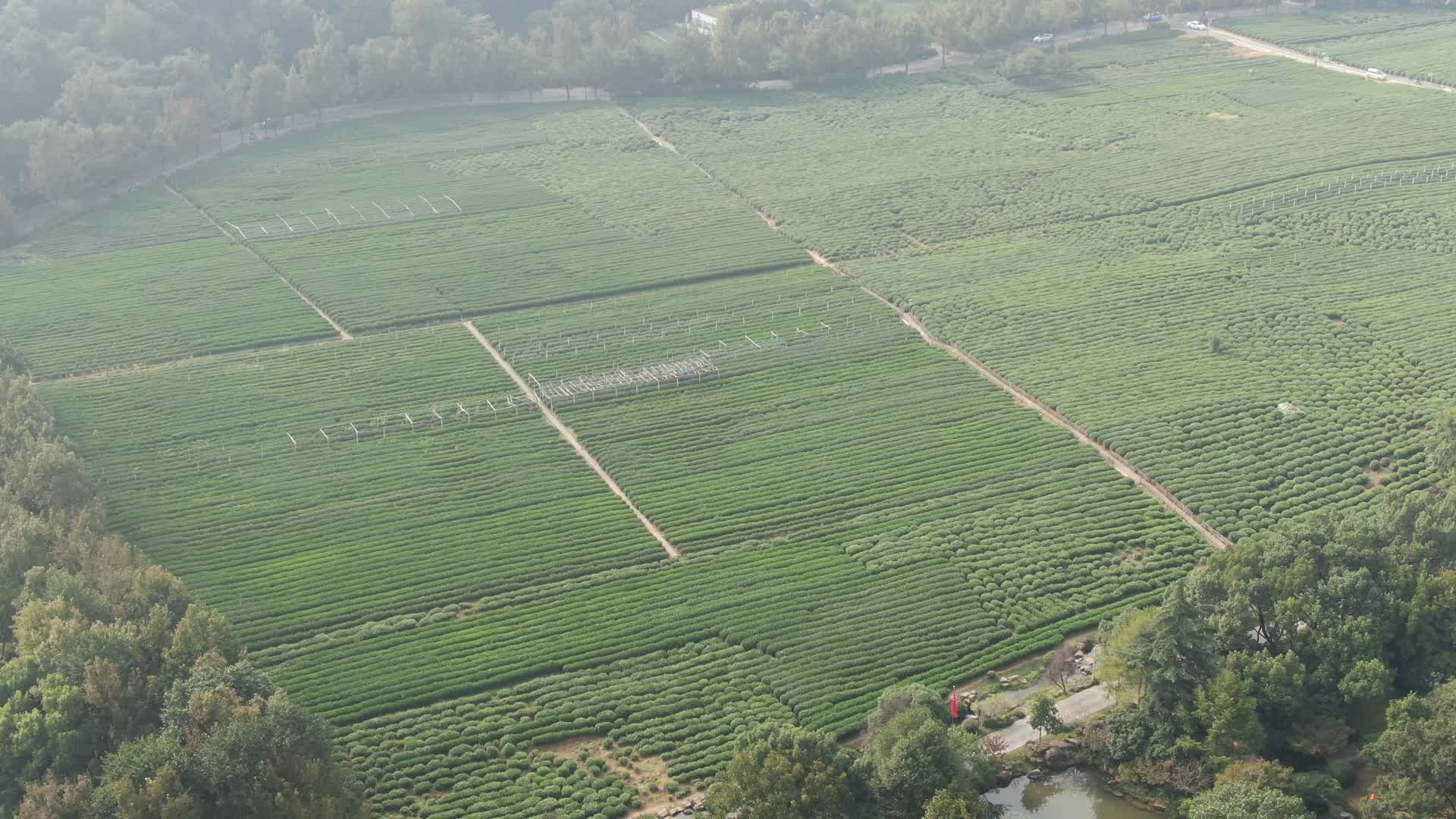 航拍杭州西湖龙井种植基地视频的预览图