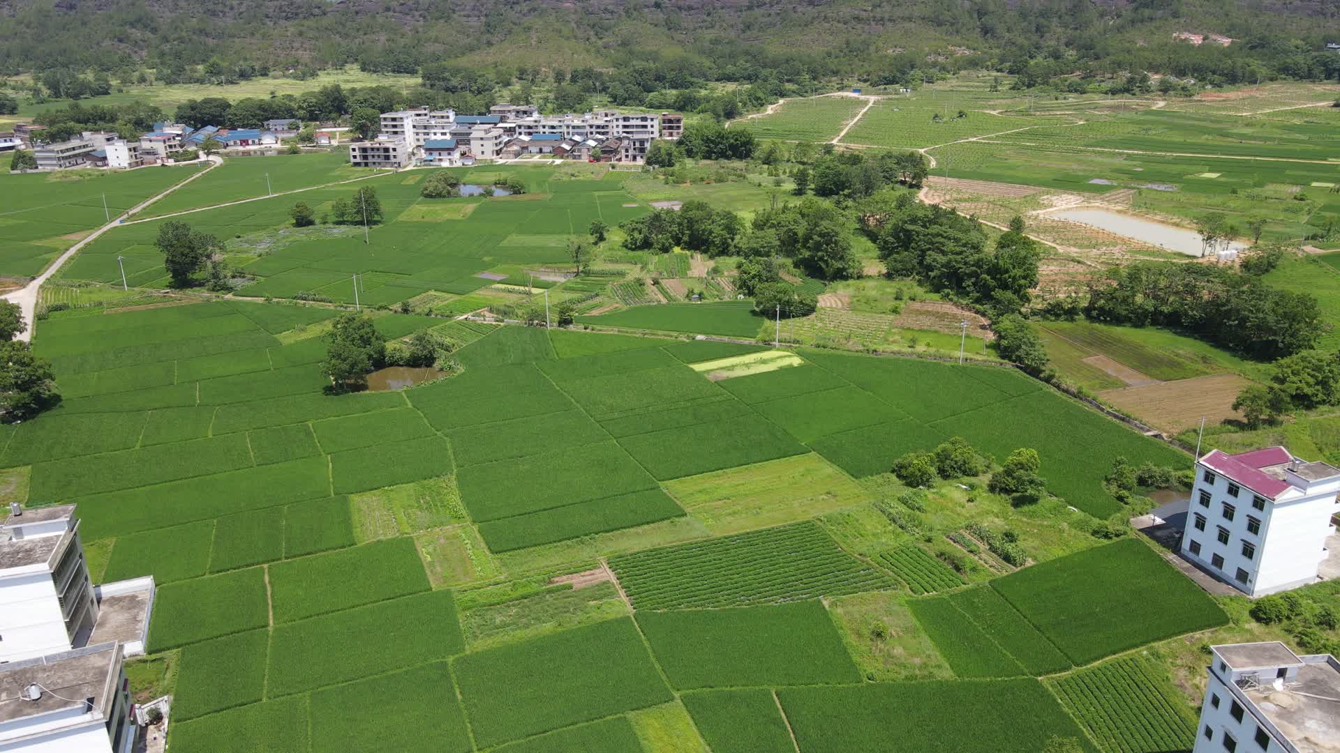 航拍绿色田园农业种植水稻种植基地视频的预览图