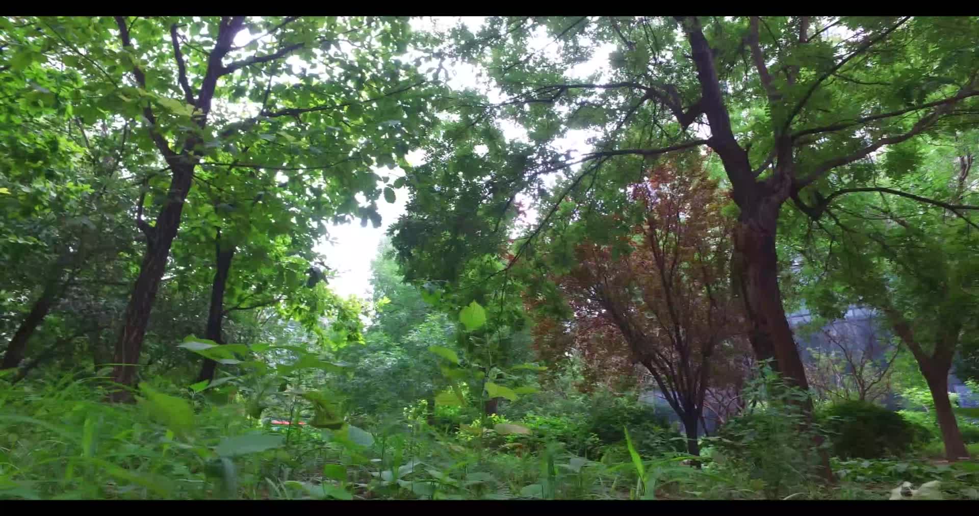 社区绿化高档小区小区环境视频的预览图