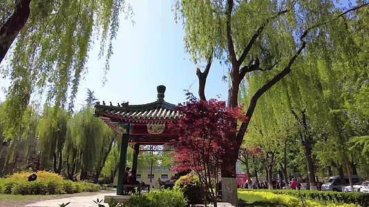 春天的公园北京团结湖公园视频的预览图