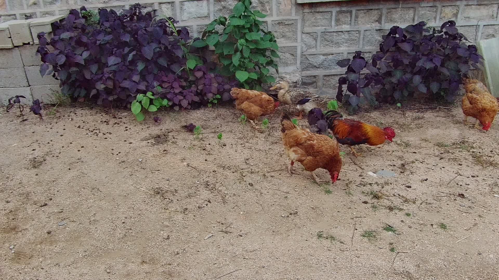 农村散养的鸡和鸭视频的预览图