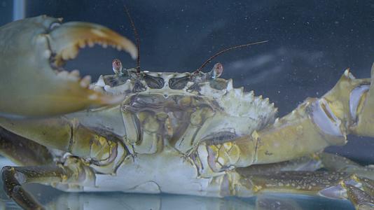 料理螃蟹及端上桌吃螃蟹视频的预览图