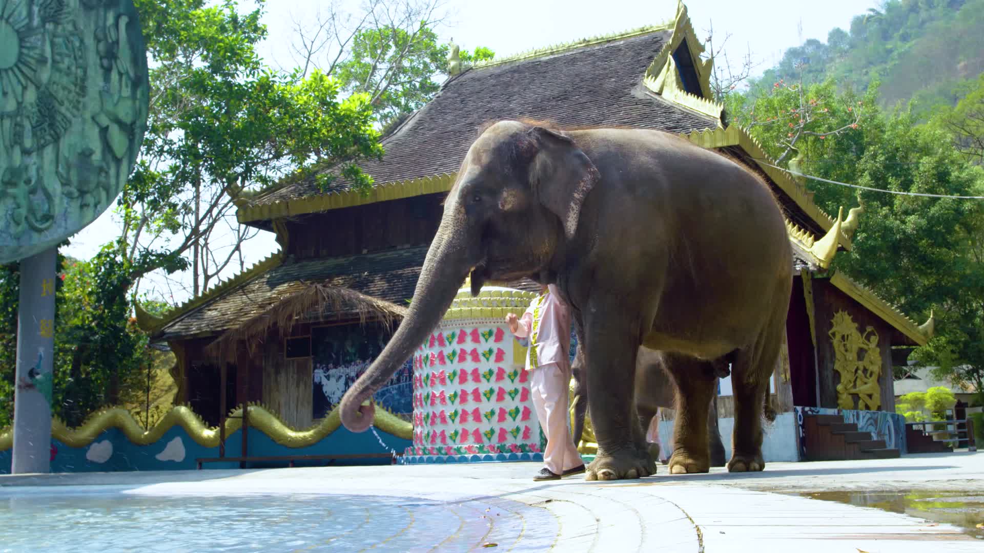 大象喷水视频的预览图