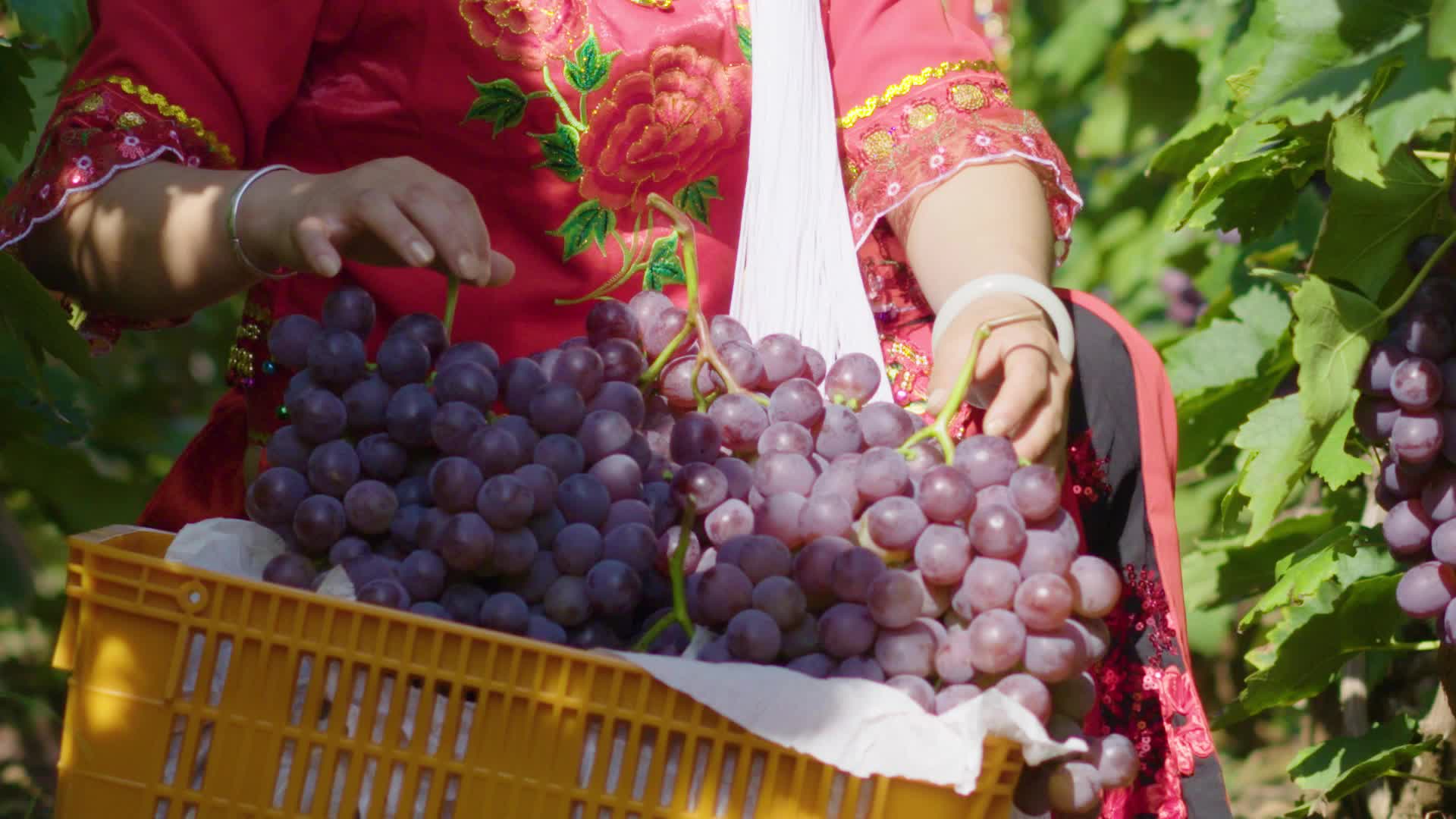 葡萄果园摘水果葡萄视频的预览图
