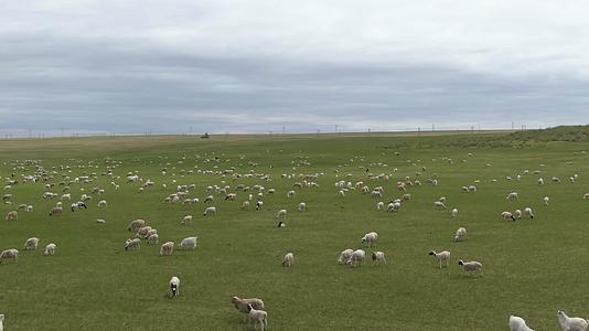 呼伦贝尔大草原羊群视频的预览图