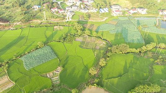 航拍绿色杂交水稻种植基地视频的预览图