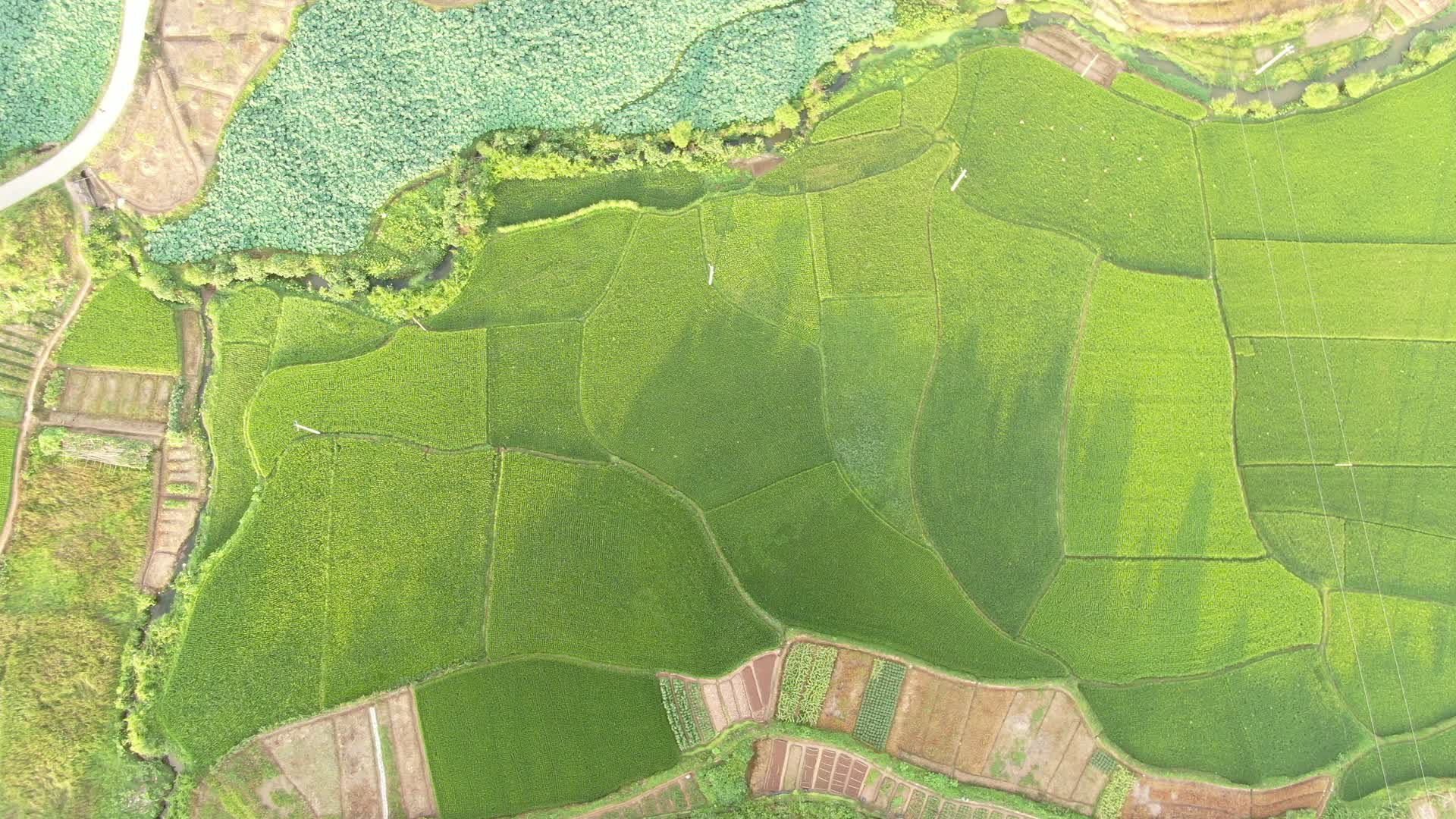 航拍绿色杂交水稻种植基地视频的预览图