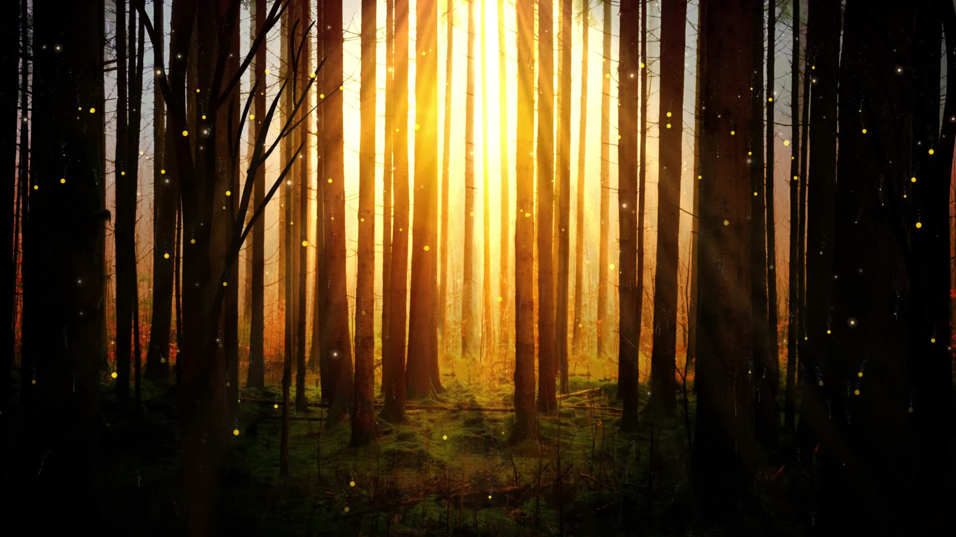 4K梦幻光影树林树干剪影背景视频的预览图