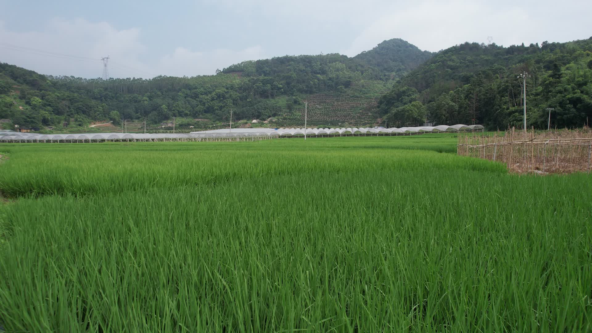 南方夏季水稻航拍视频的预览图