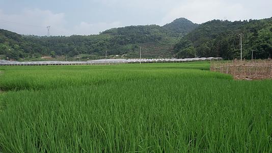 南方夏季水稻航拍视频的预览图