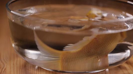 鱼缸里的锦鲤金鱼视频的预览图