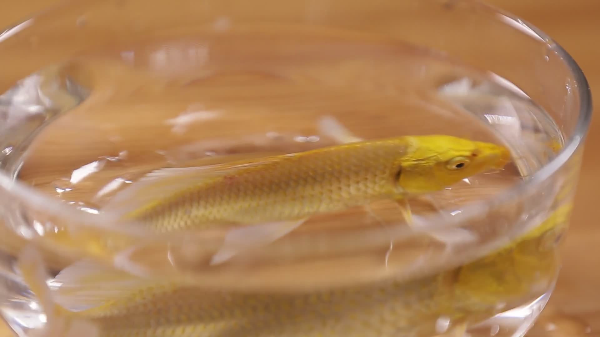 鱼缸里的锦鲤金鱼视频的预览图