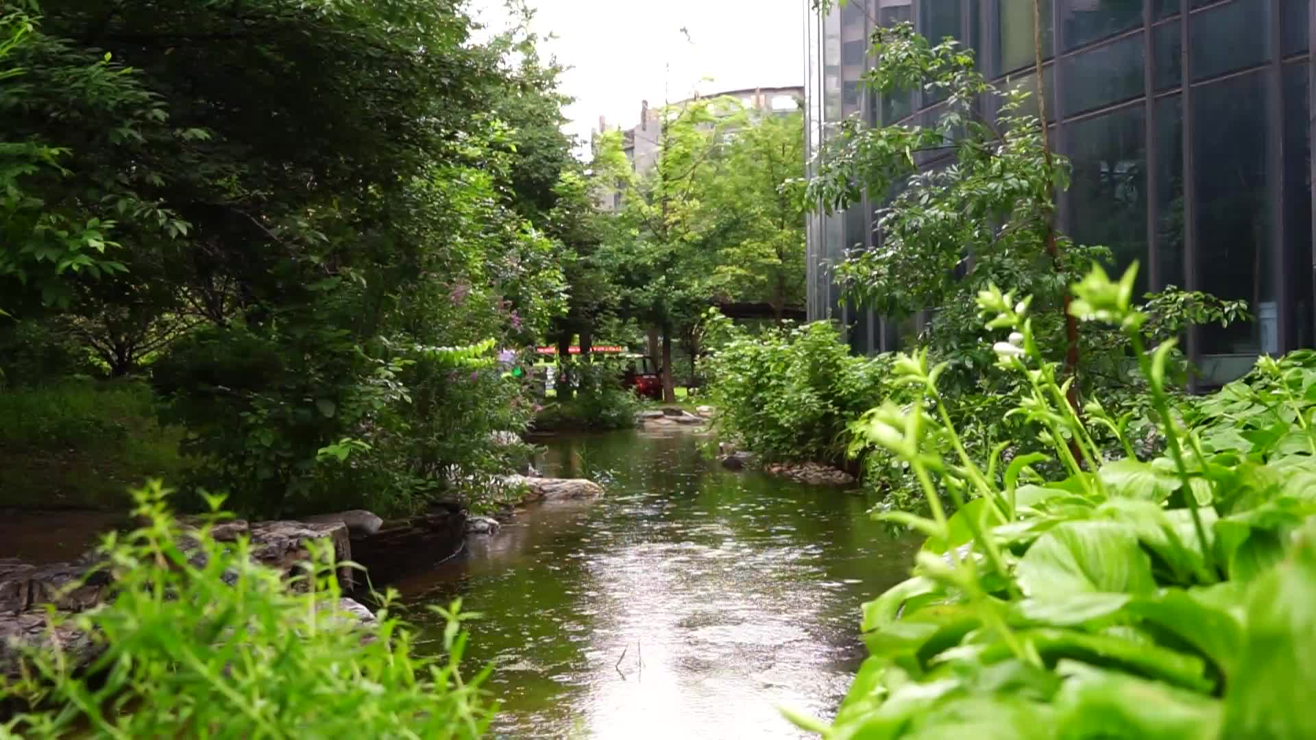 下雨天树木雨中植物小池塘流水雨水视频的预览图