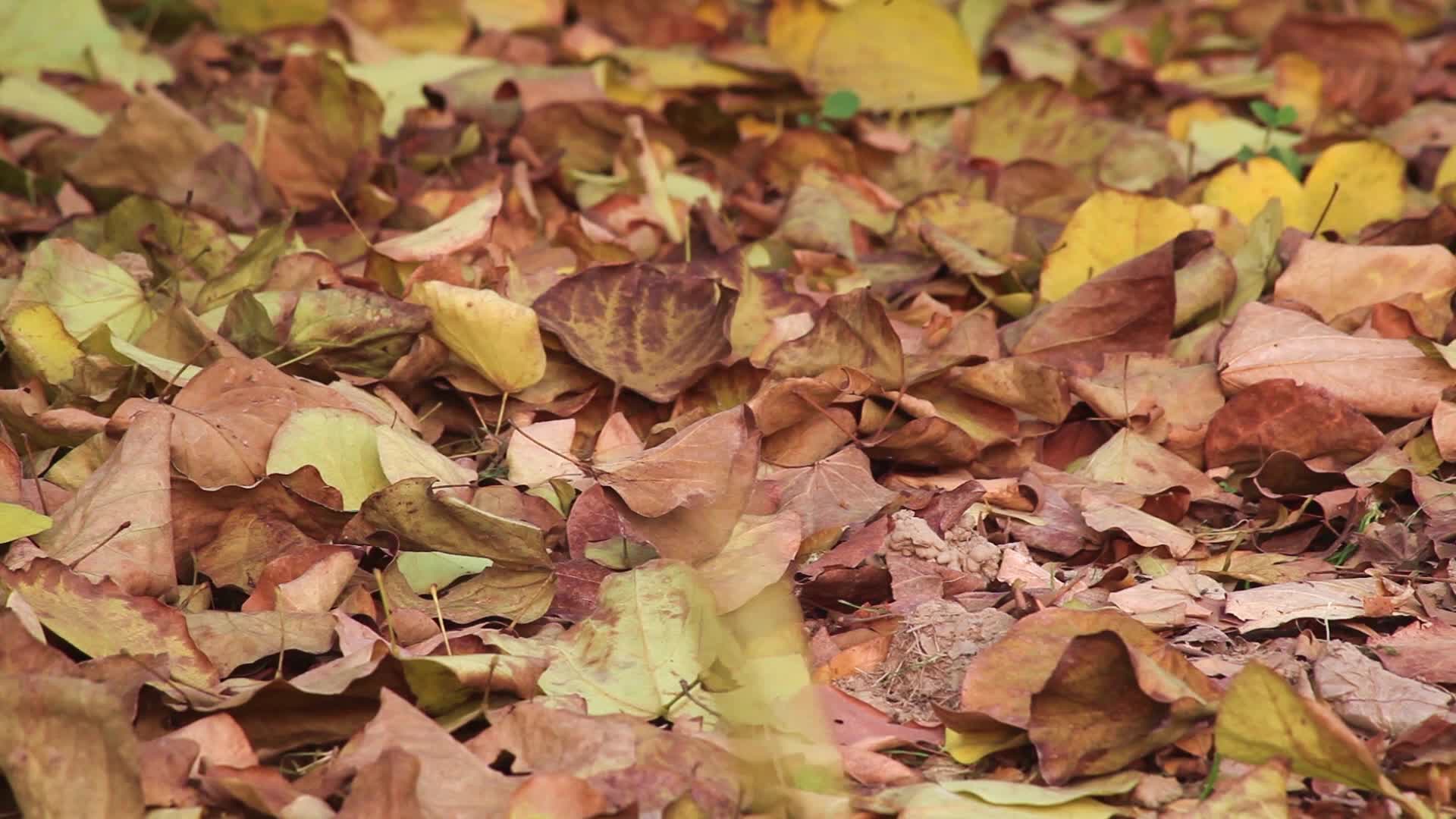 秋天地面的落叶视频的预览图