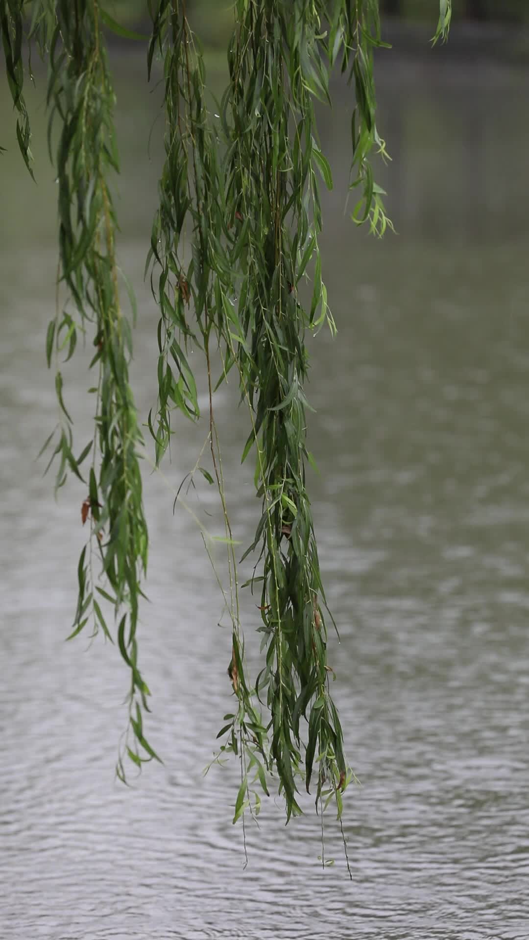 下雨天雨滴落在河流水面上视频的预览图