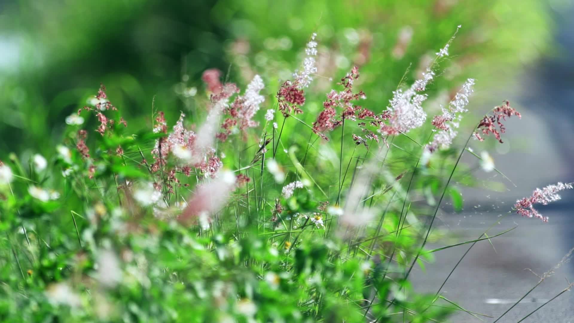 风吹青草野花摇动自然风光视频的预览图