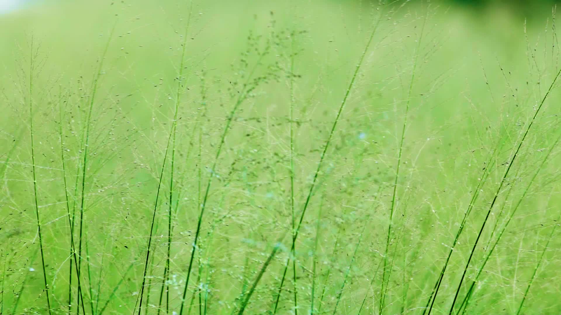 风吹青草摇动自然风光视频的预览图