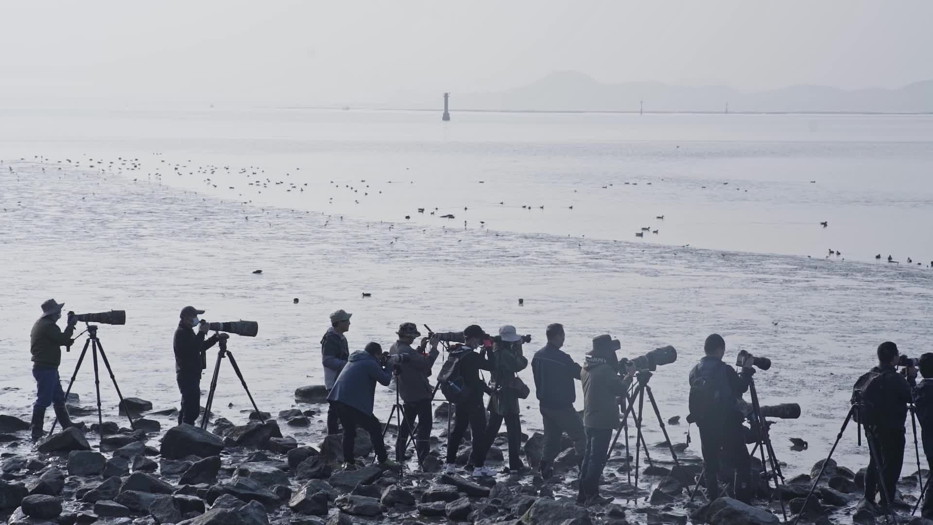 深圳湾湿地保护区摄影师摄影拍照打鸟视频视频的预览图