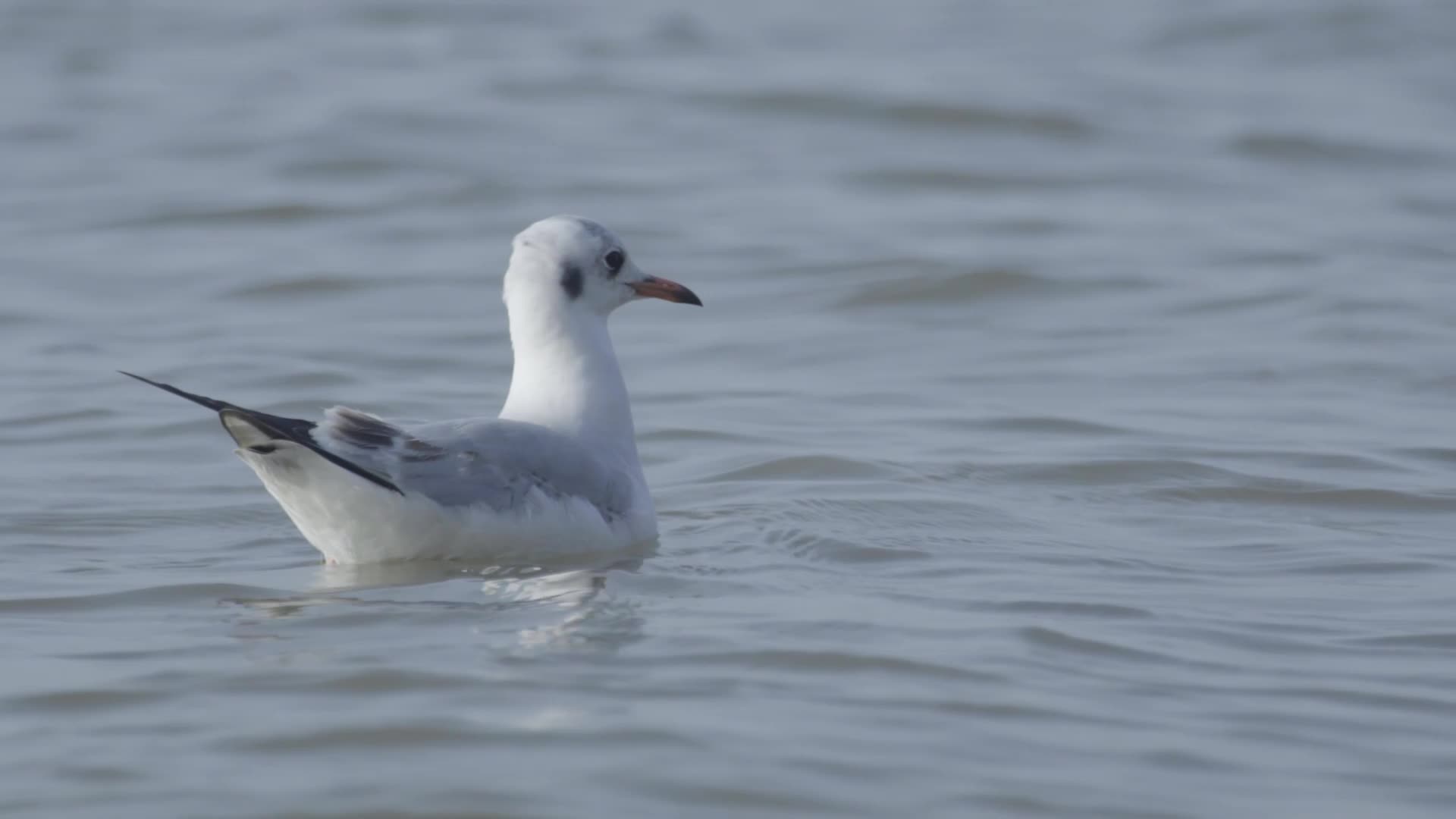 深圳湾湿地保护区候鸟视频视频的预览图