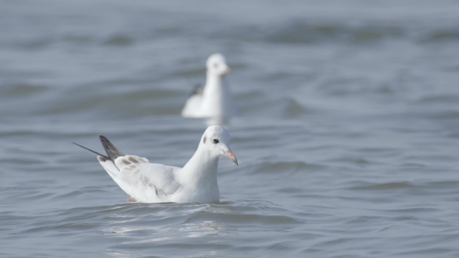 深圳湾湿地保护区候鸟海鸥视频的预览图