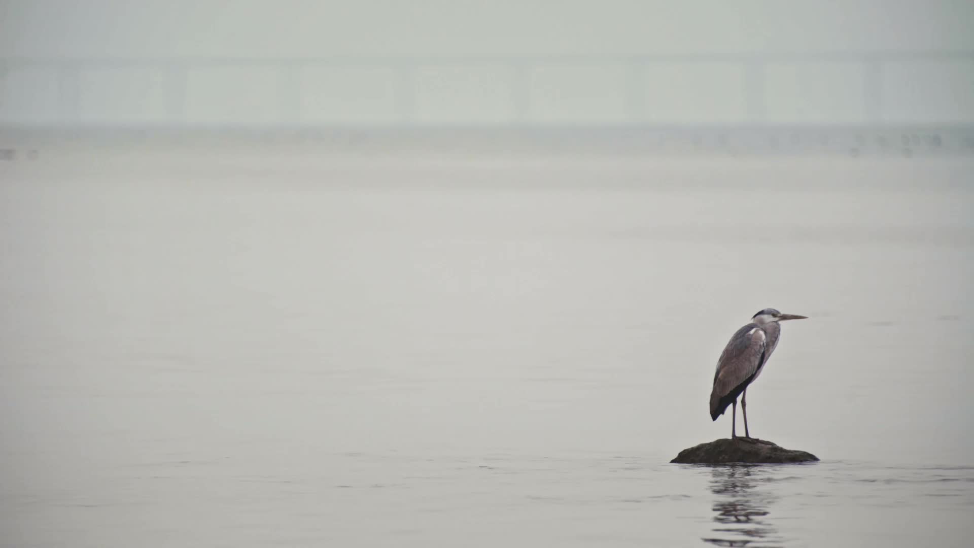 深圳湾湿地保护区候鸟视频视频的预览图