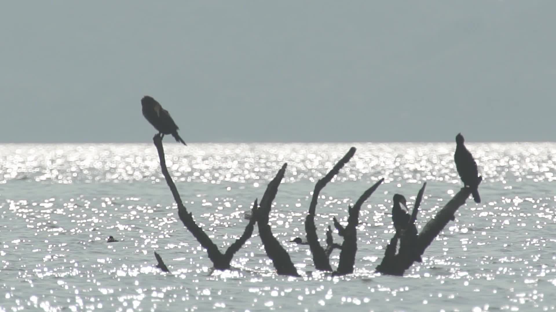 深圳湾湿地保护区候鸟视频的预览图
