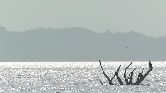 深圳湾湿地保护区候鸟视频的预览图