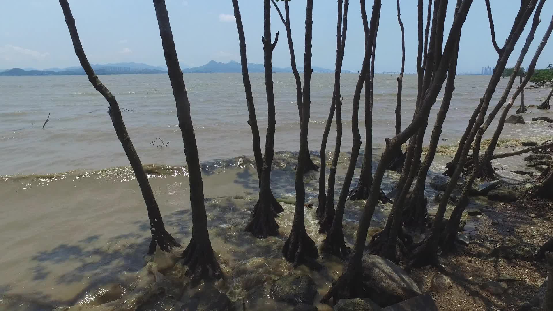 深圳湾红树林自然保护区视频的预览图
