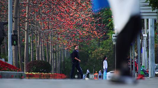 深圳木棉花城市花卉自然风光视频的预览图