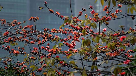 深圳木棉花城市花卉自然风光视频的预览图