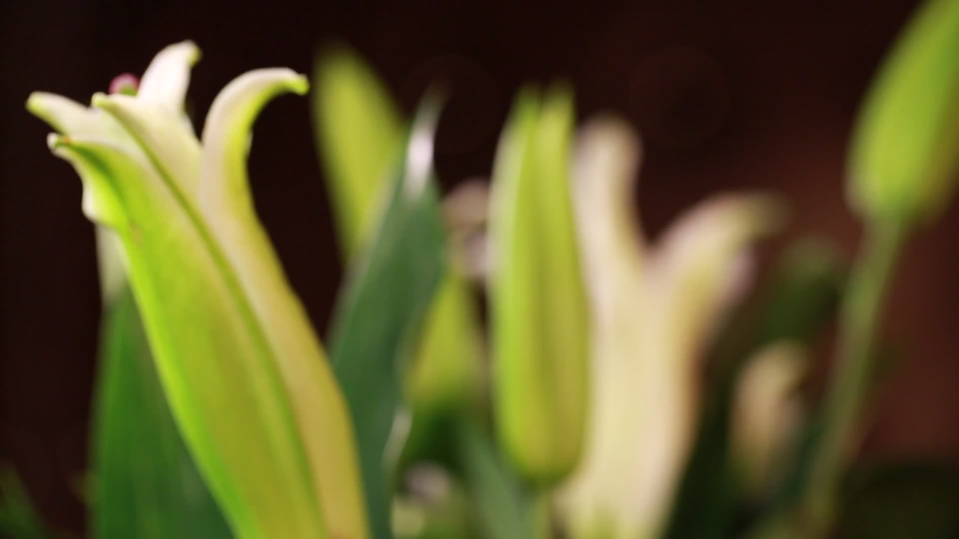 鲜花盛开美丽百合视频的预览图