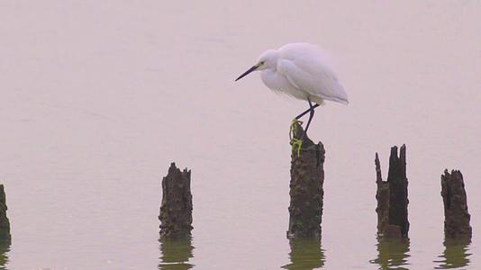 深圳湾湿地保护区自然风光鸟类视频视频的预览图