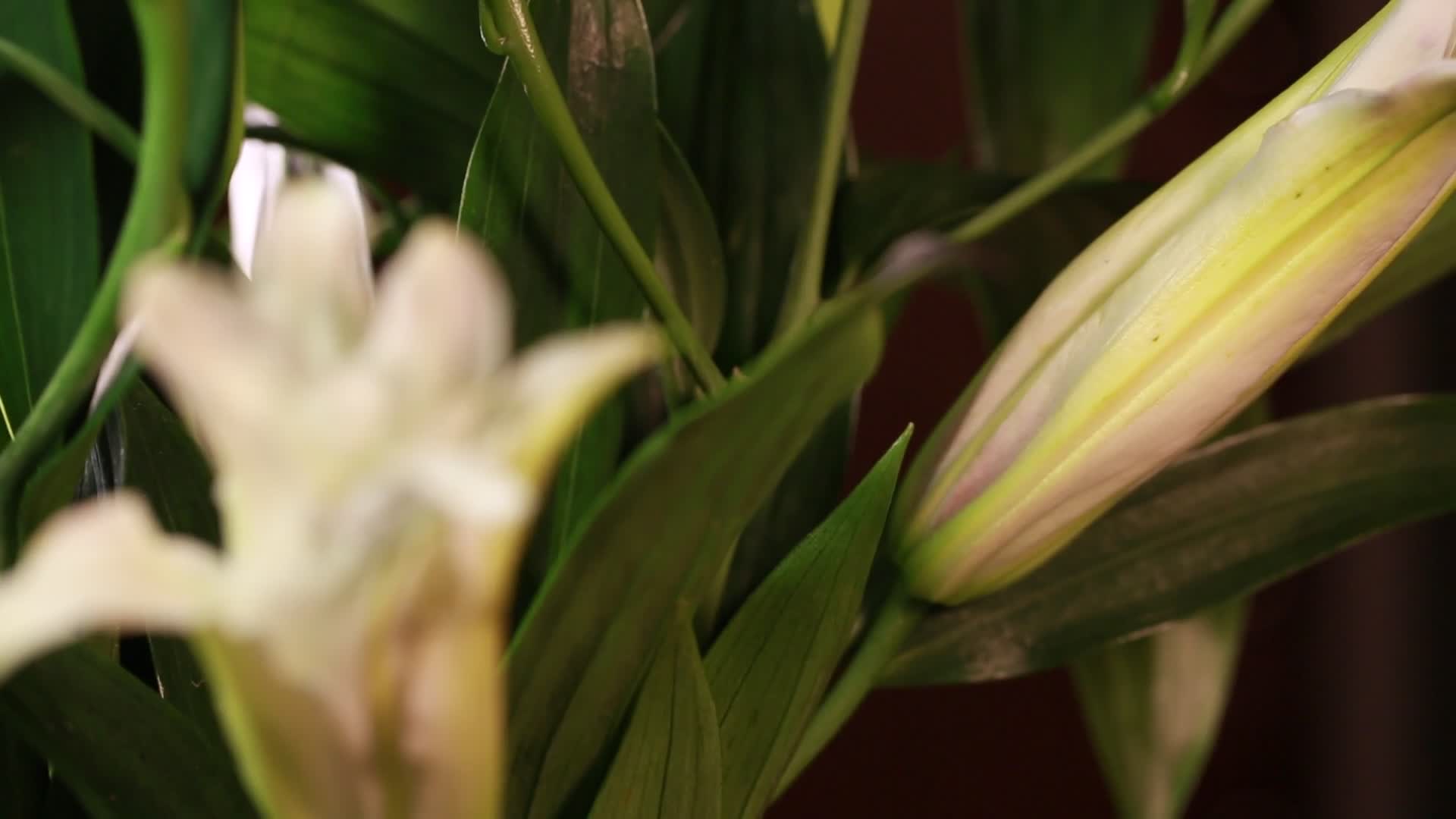 鲜花盛开美丽百合视频的预览图