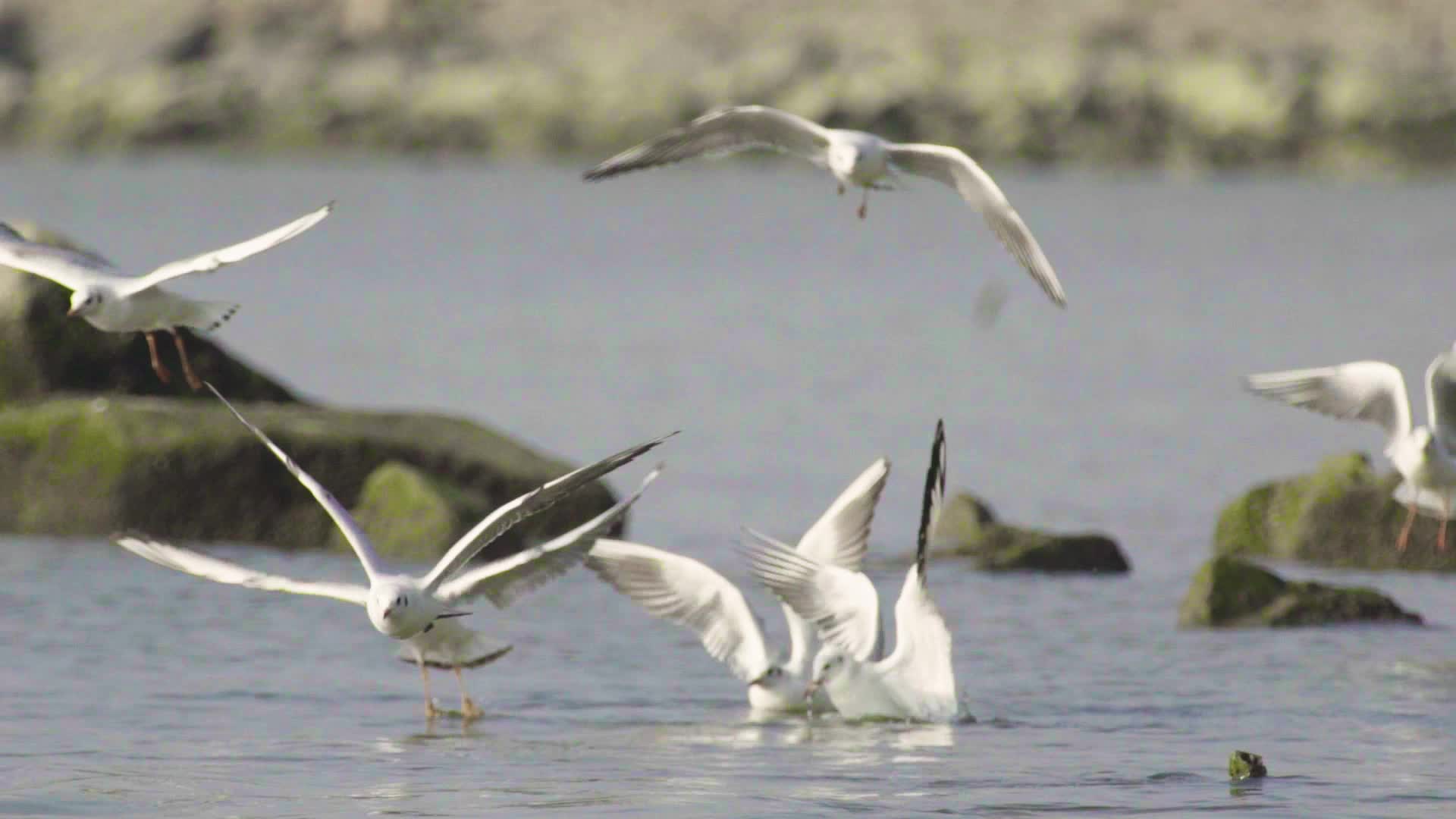 深圳湾湿地保护区自然风光海鸥鸟类视频视频的预览图