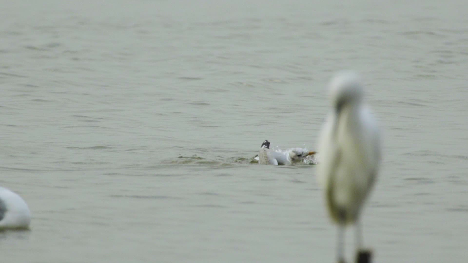 深圳湾湿地保护区自然风光鸟类视频视频的预览图