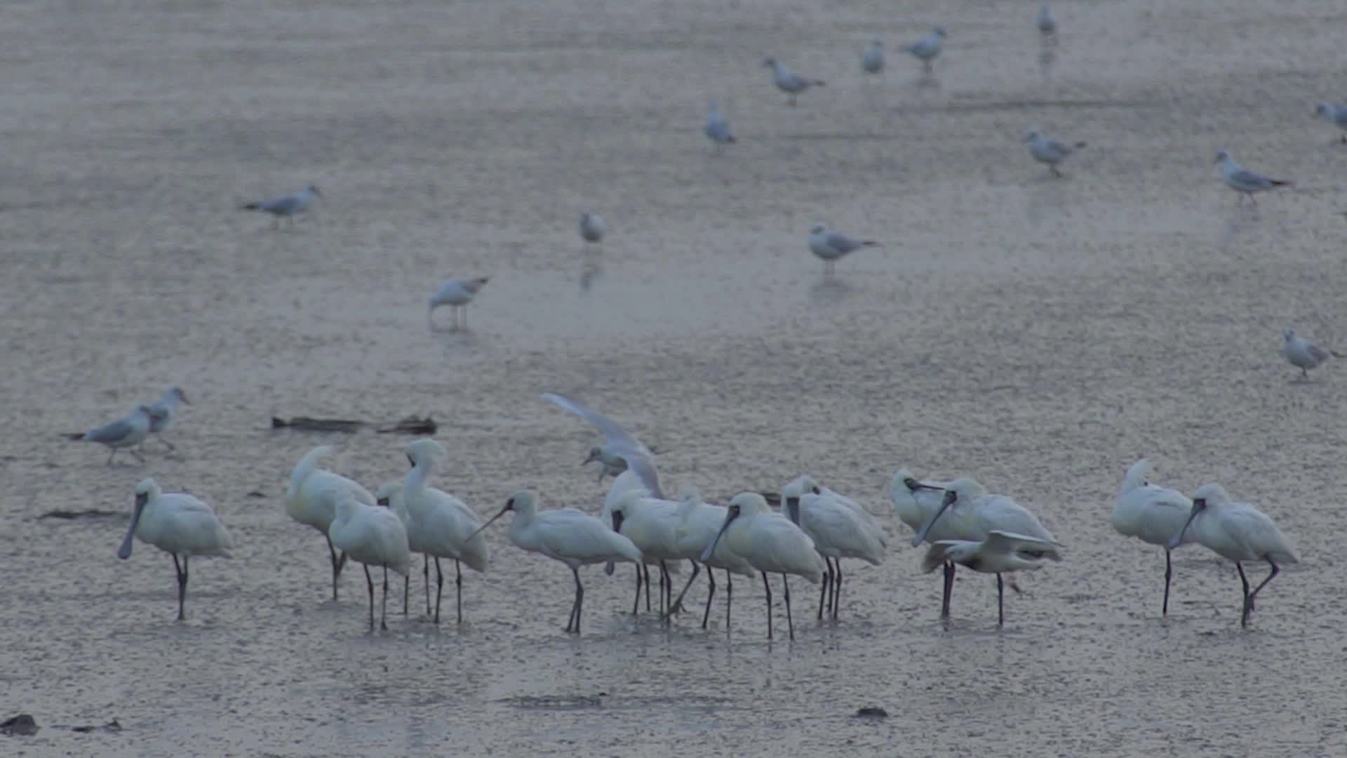 深圳湾湿地保护区自然风光海鸥鸟类视频视频的预览图