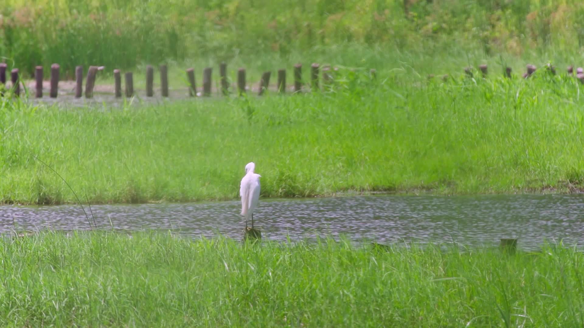 湿地保护区自然风光鸟类视频视频的预览图