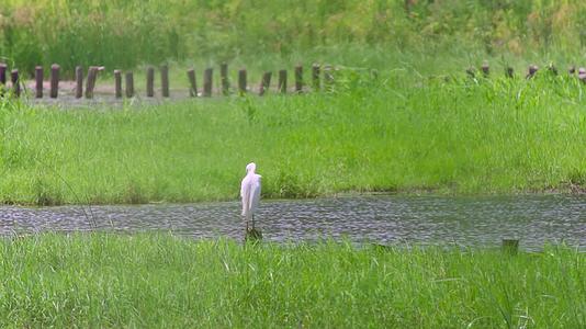 湿地保护区自然风光鸟类视频视频的预览图